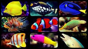 marine coral reef clownfish